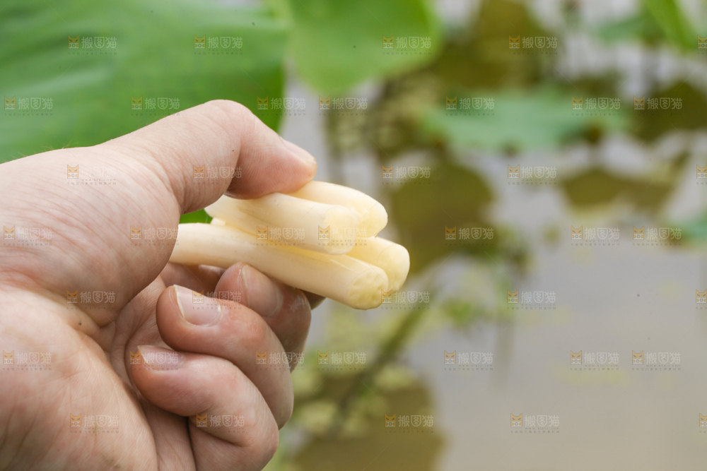 手里拿着新鲜藕带