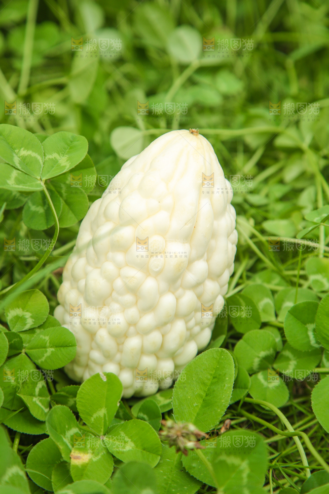 绿草地上摆放着苹果苦瓜