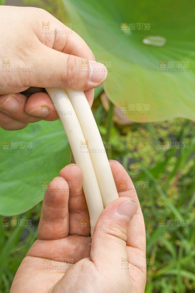 手里拿着新鲜藕带