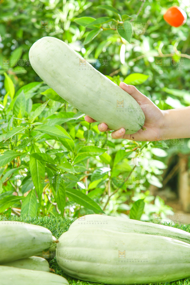手里拿着山东羊角蜜