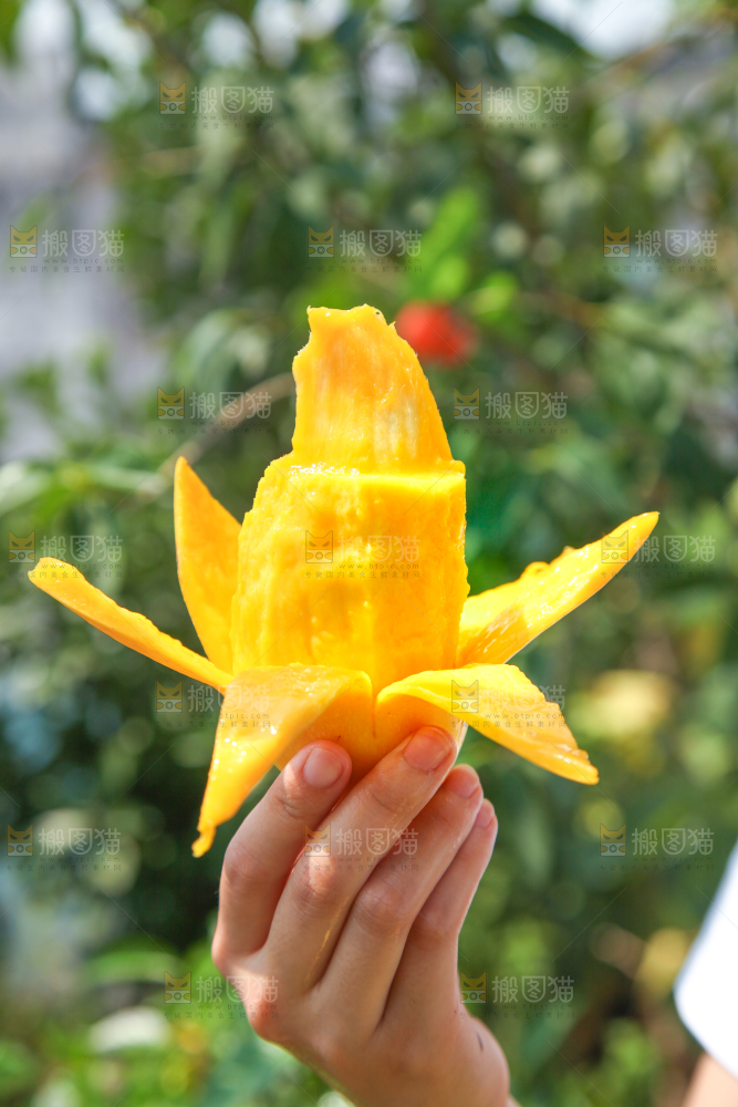 手里拿着鹰嘴芒果