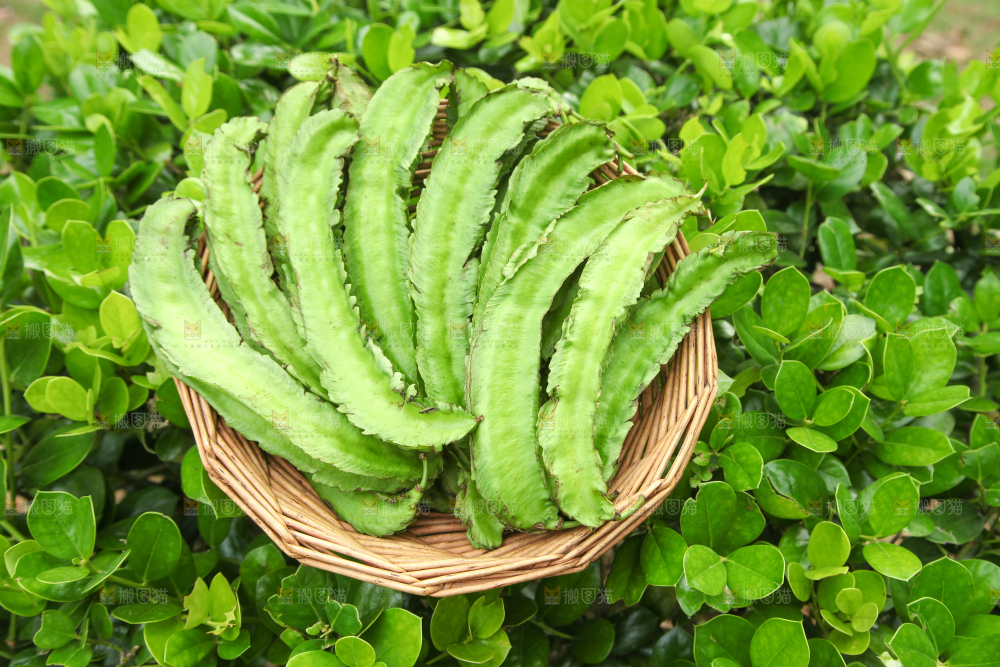 篮子里装着四角豆