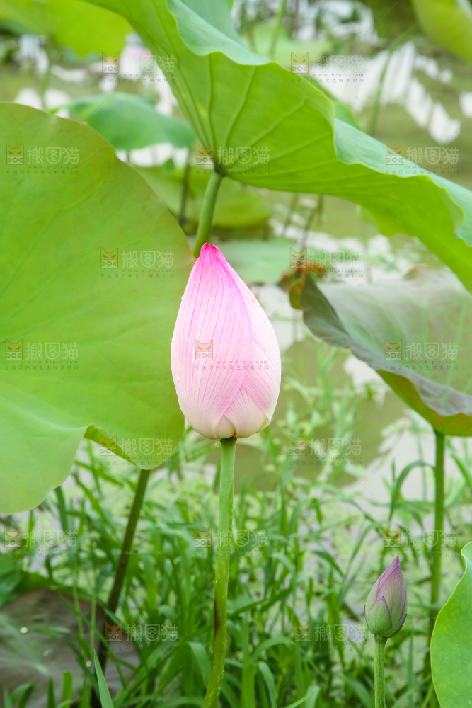 池塘里的一朵荷花