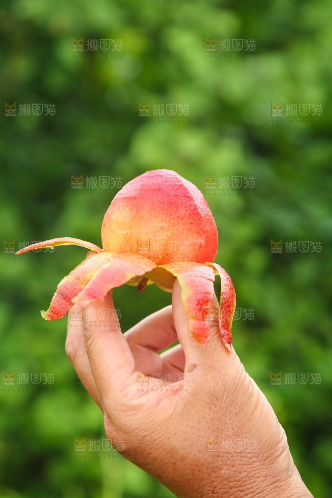 手里拿着红心李