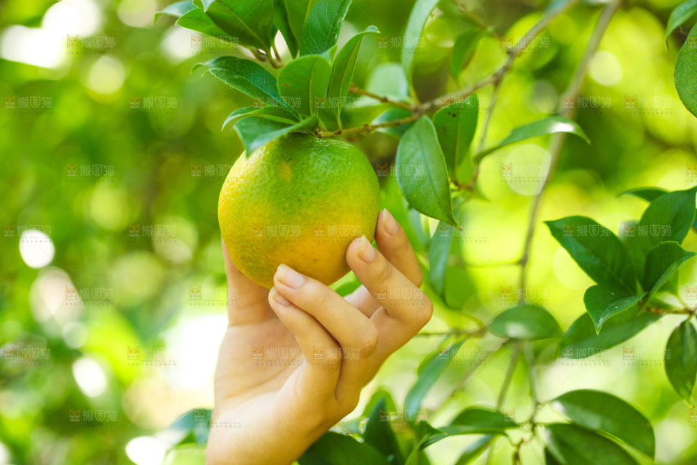 手里拿着秭归夏橙