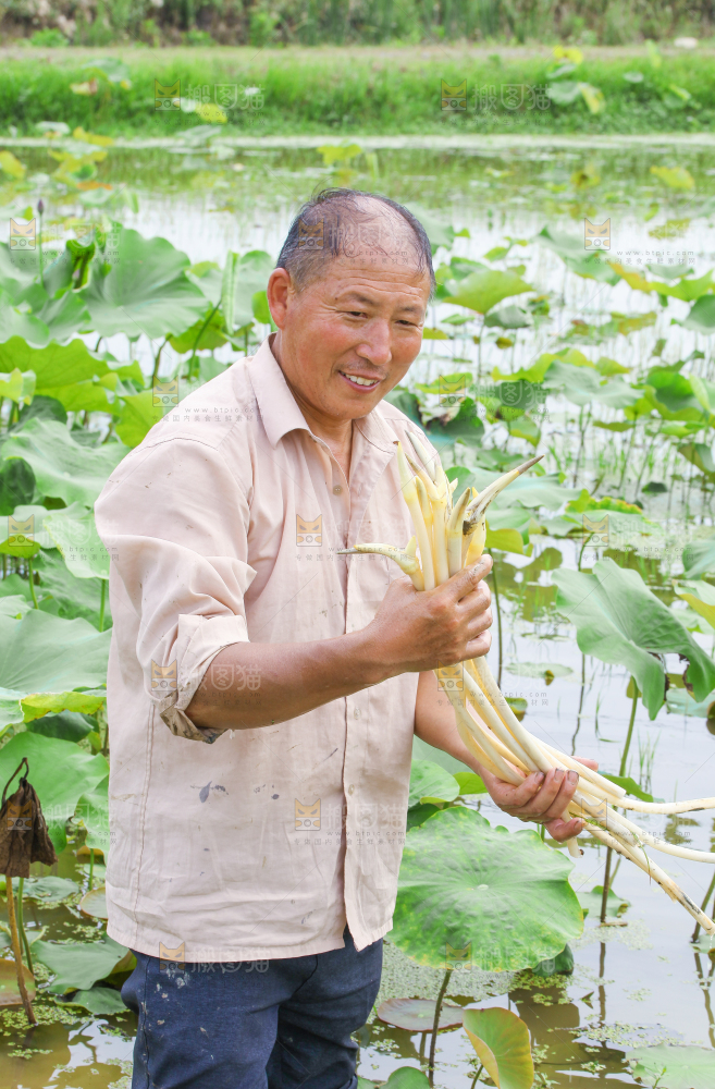 农民正在采摘藕带