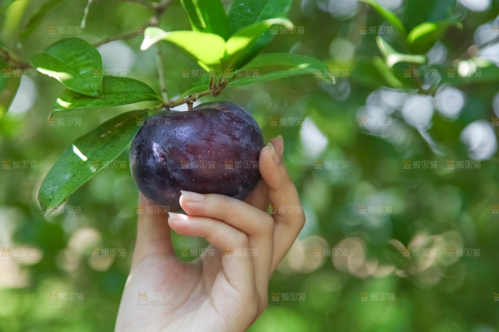 手里拿着黑布林