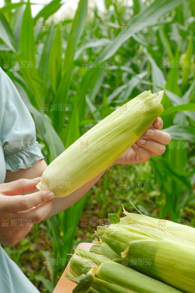 手里拿着玉米
