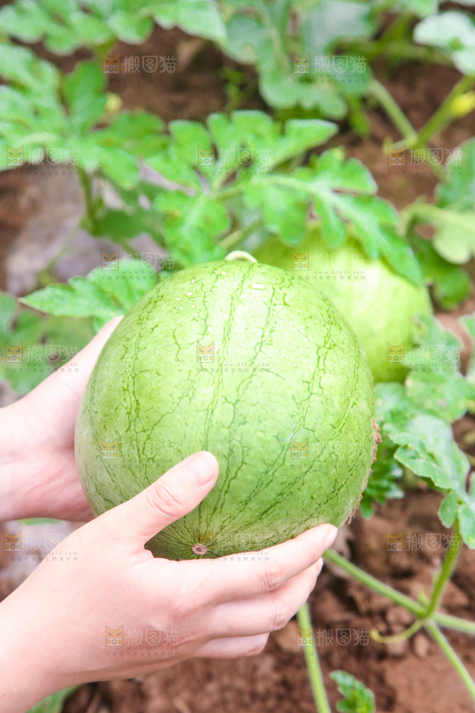农田里种植的西瓜