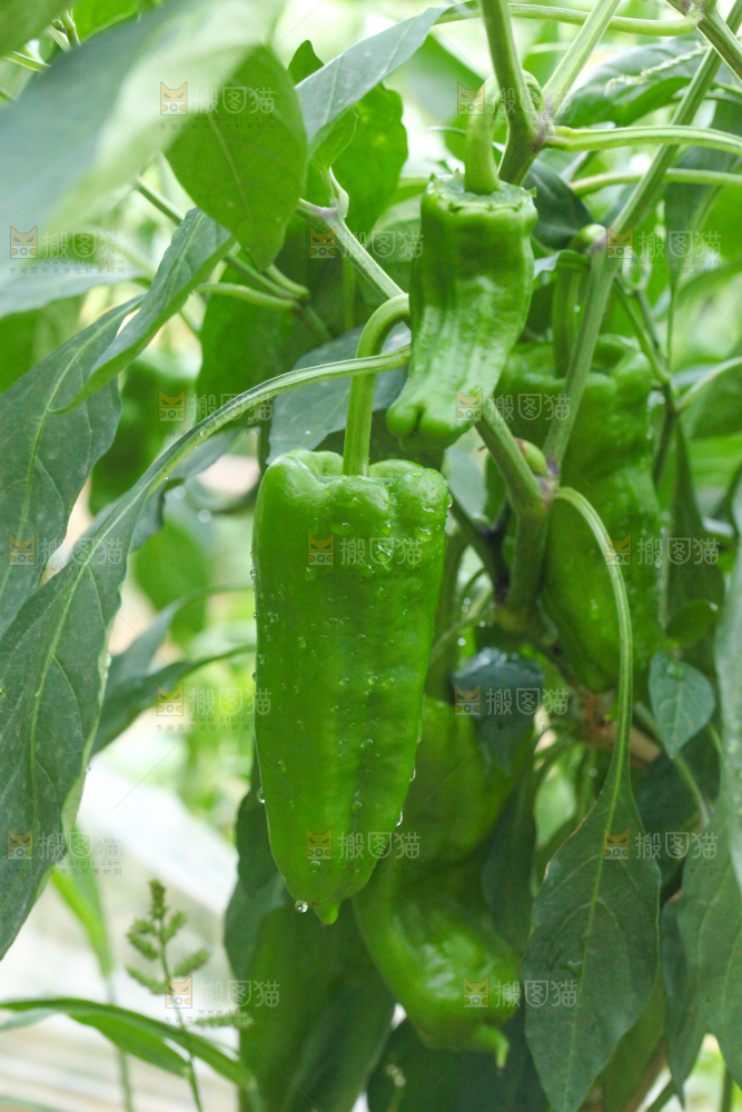辣椒树上结的青椒