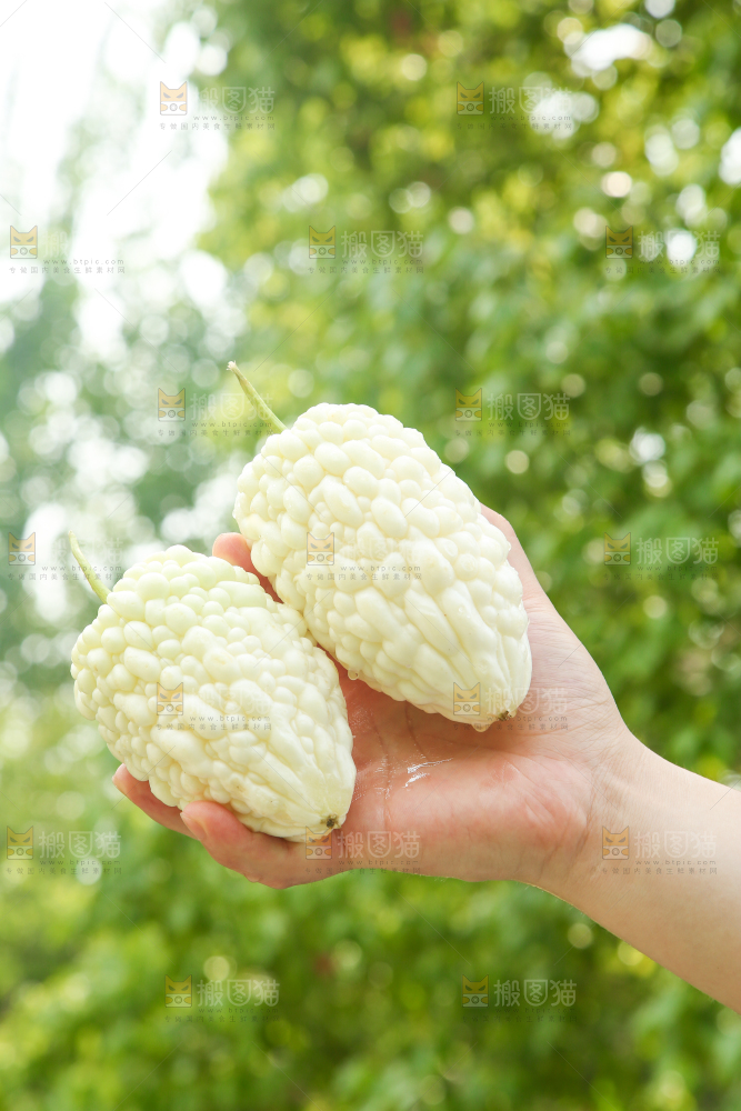 手里拿着白玉苦瓜