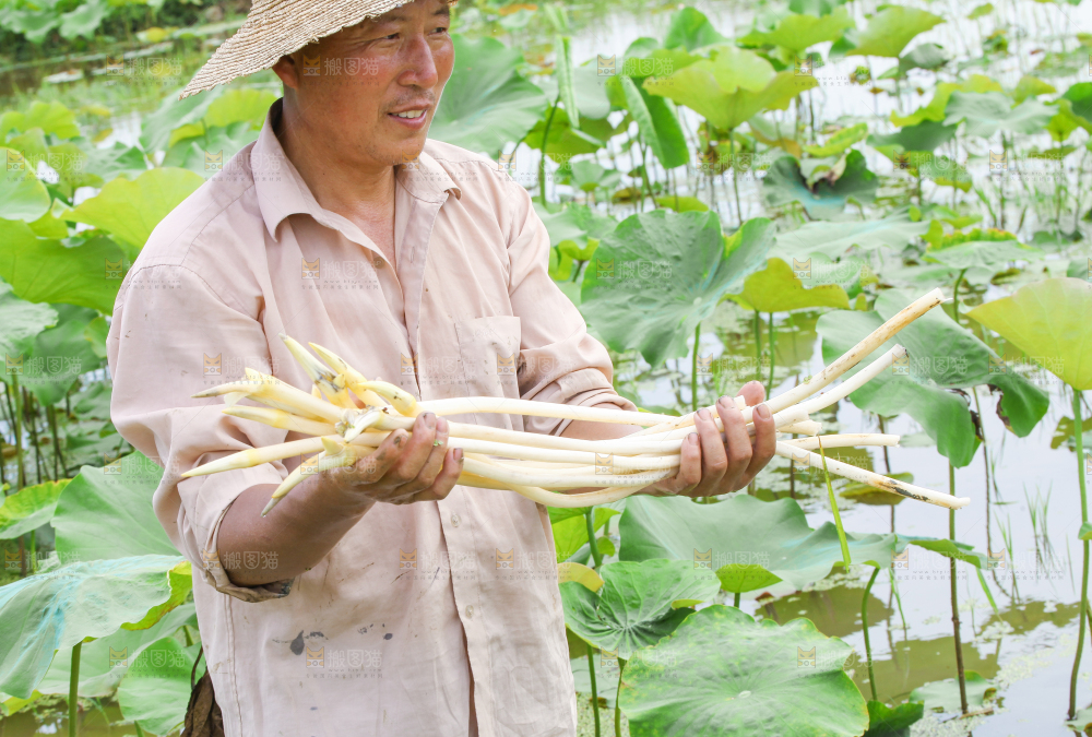 农民正在采摘藕带