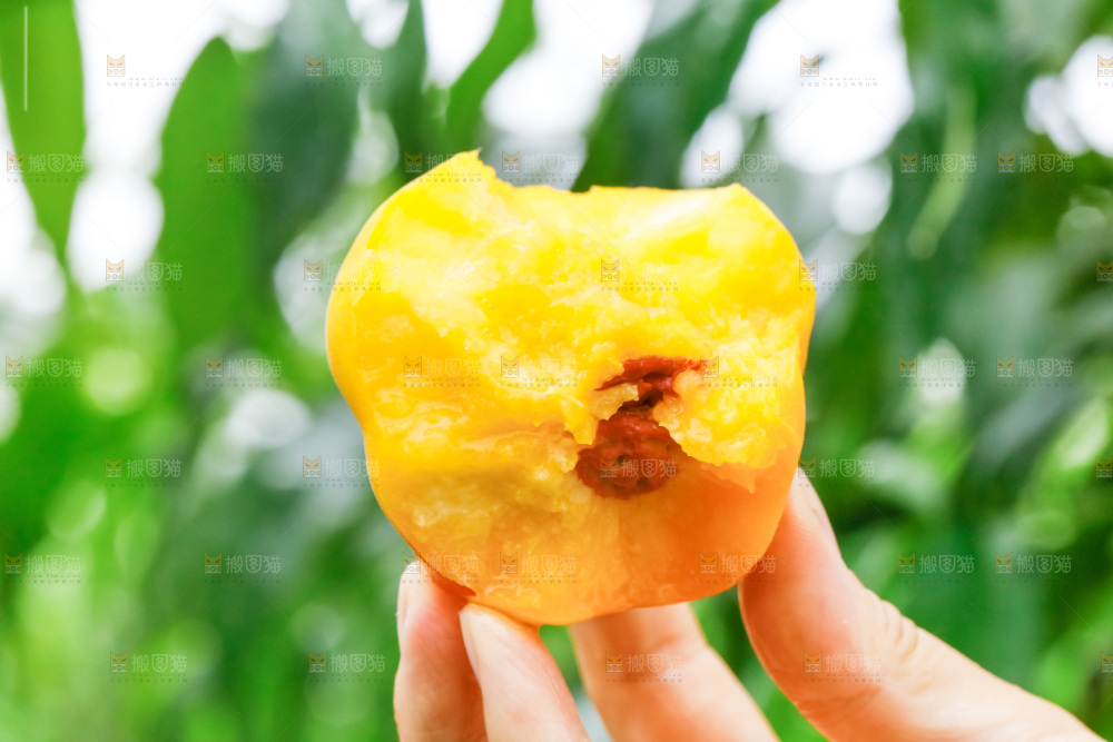 手里拿着新鲜黄桃