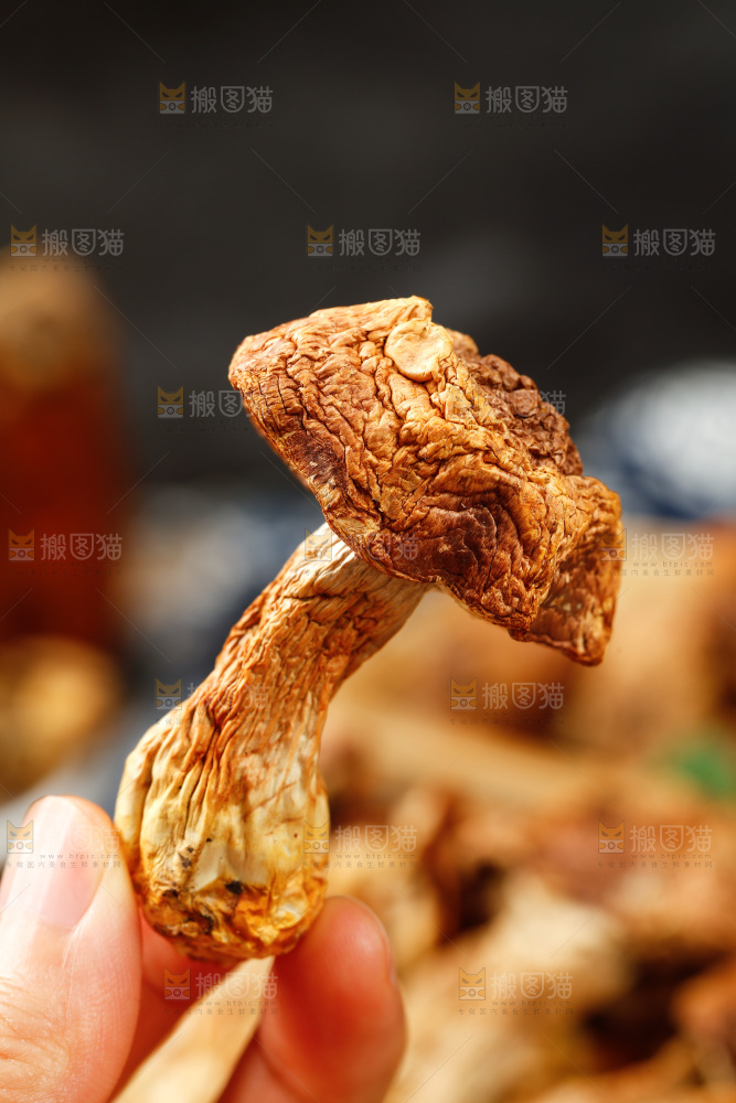 手里拿着姬松茸