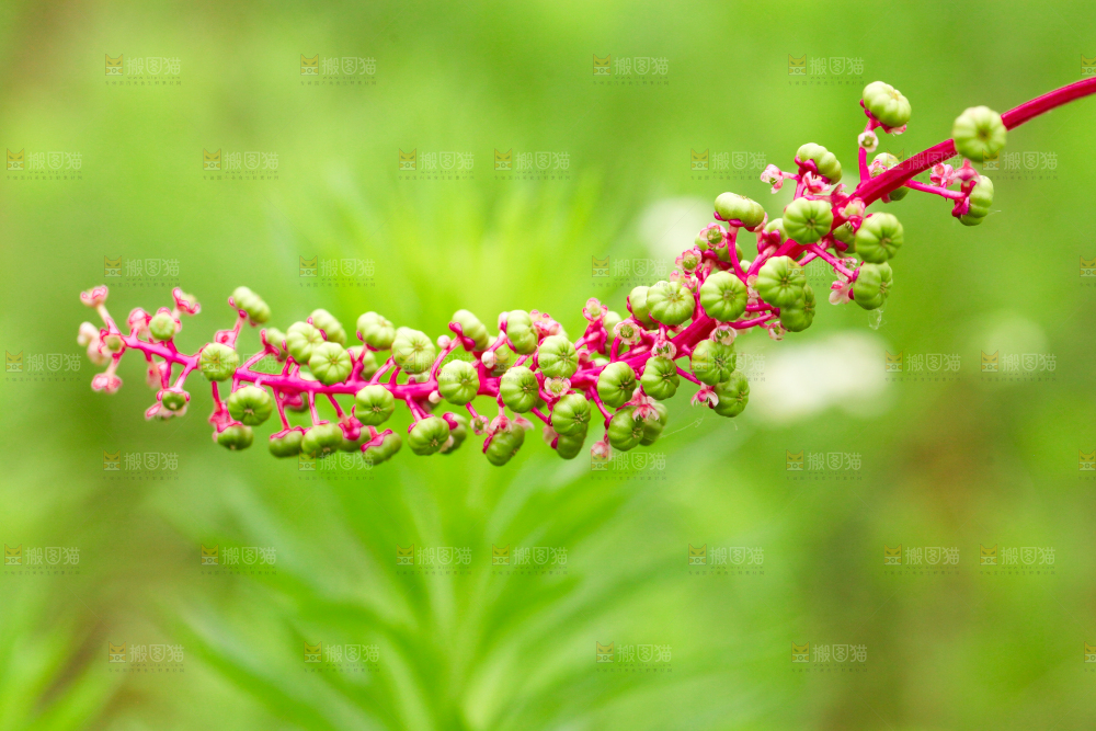 一片绿色植物