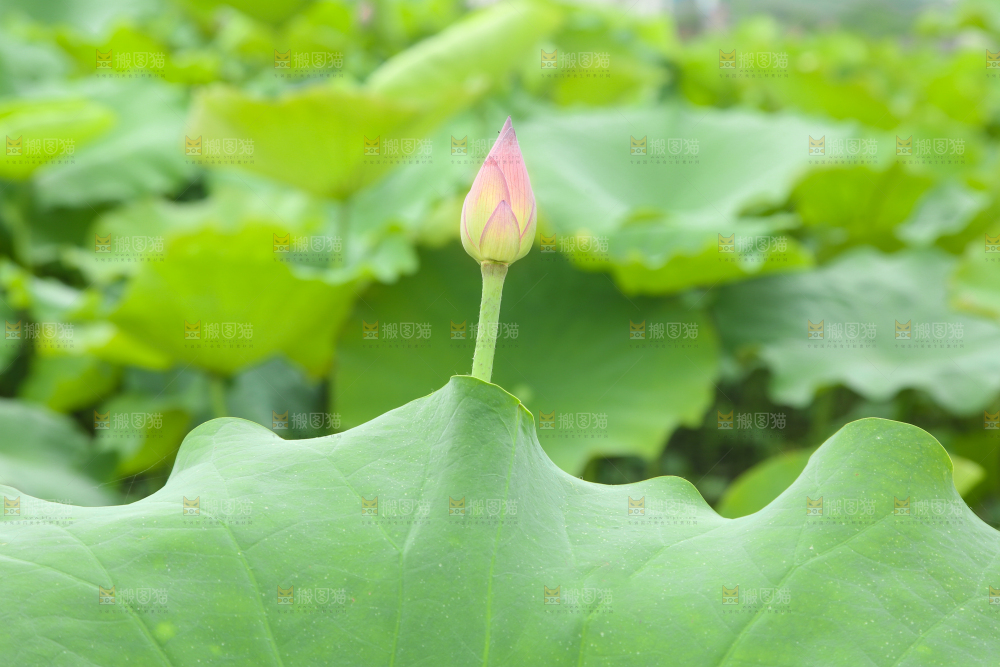 池塘里的荷叶