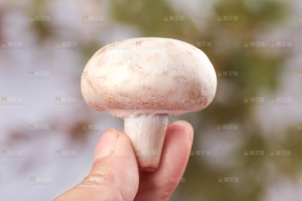 手里拿着小白菇