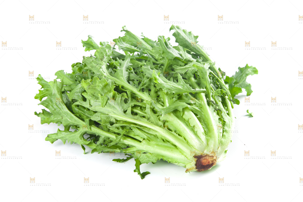 白底上摆放着苦菊