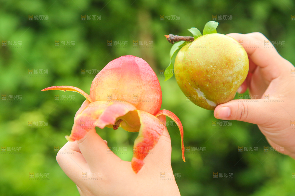 手里拿着红心李