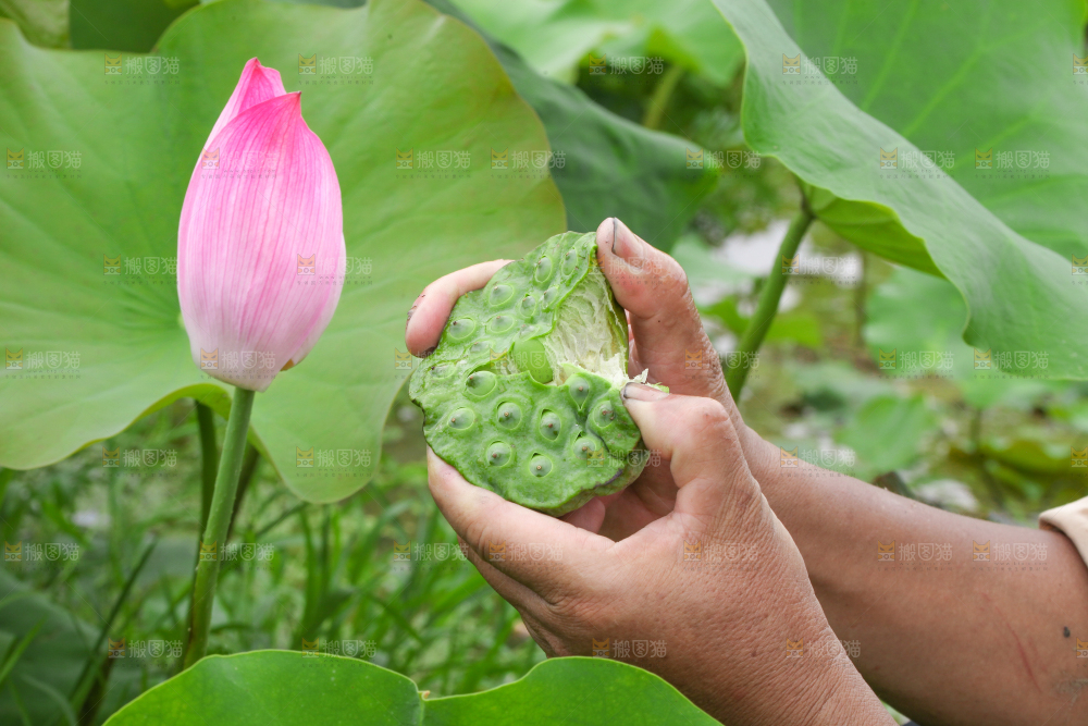手里拿着新鲜莲蓬