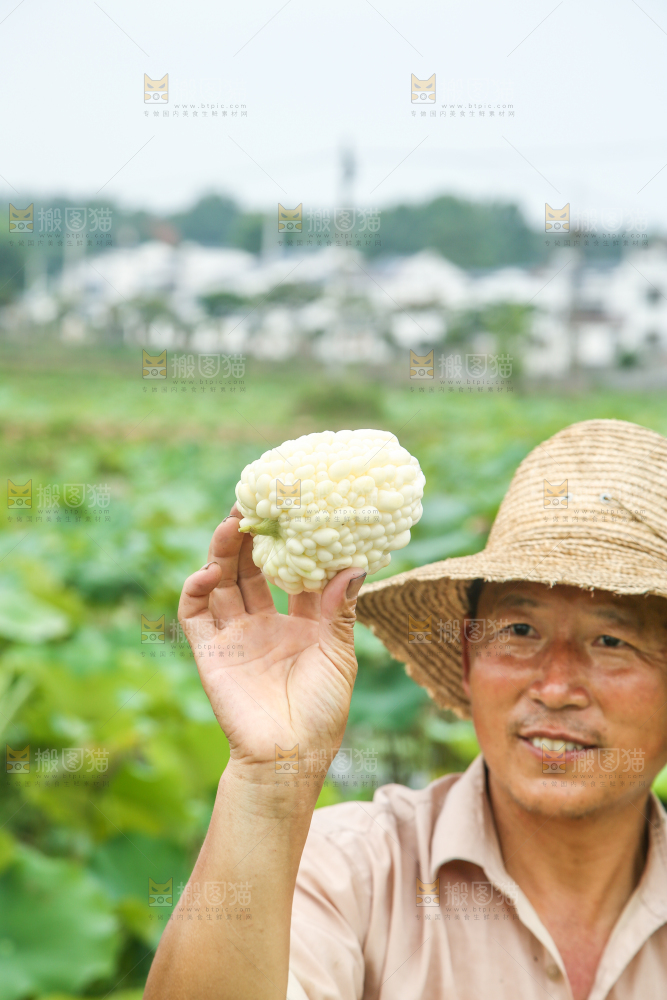 农民手里拿着白玉苦瓜