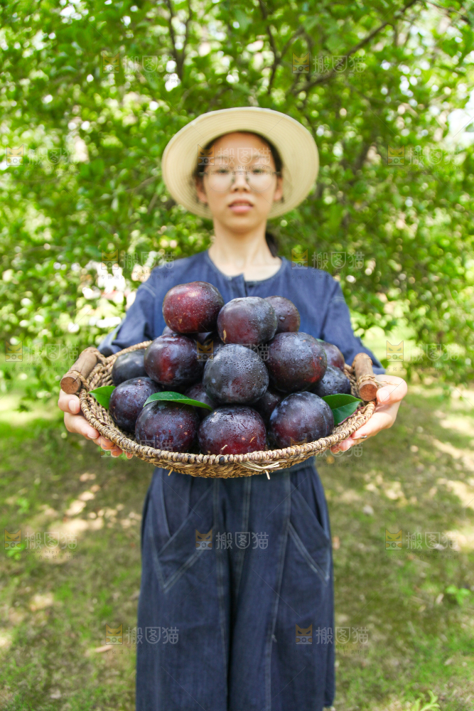 手里端着一篮新鲜黑布李