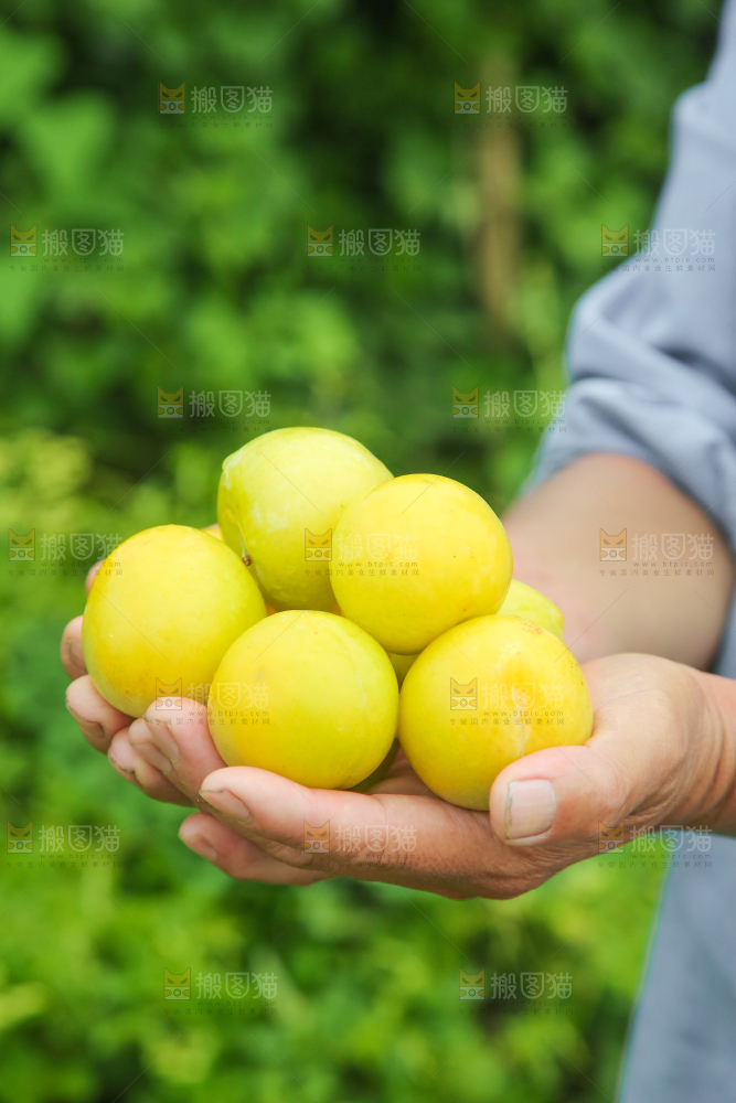 手里捧着黄金李子