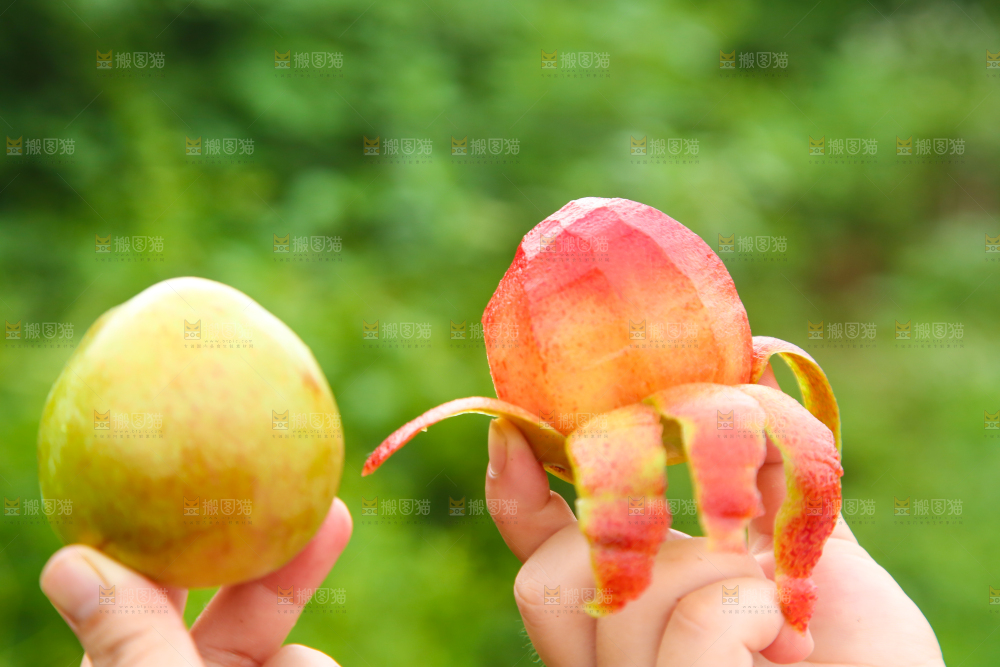 手里拿着红心李