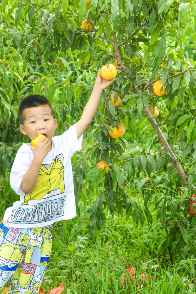 小男孩正在采摘黄桃