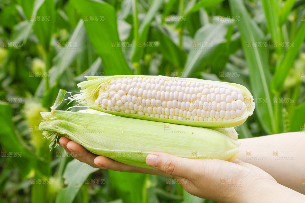 手里拿着白玉米