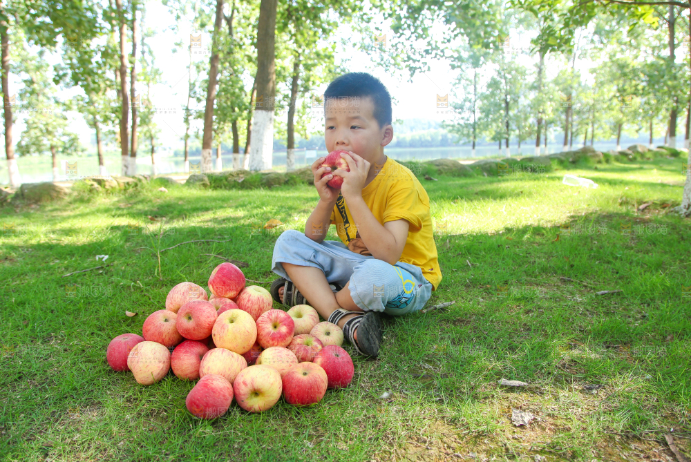 绿草地上摆放着红富士苹果