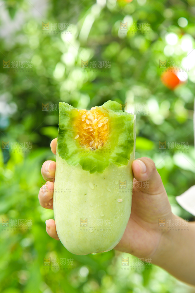 手里拿着山东羊角蜜