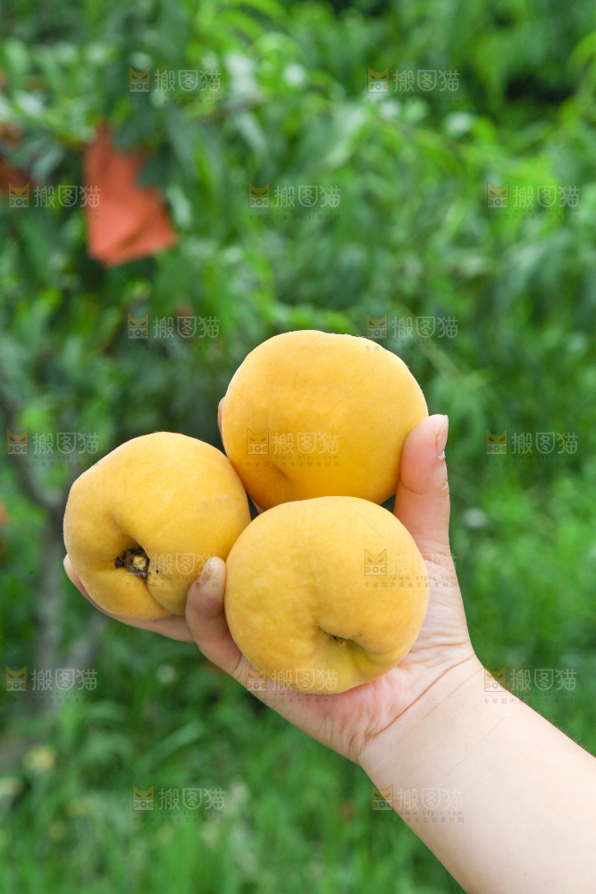 手里拿着黄桃