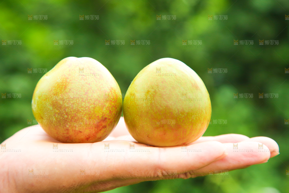 手里拿着青脆李