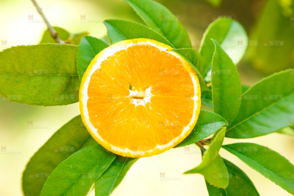 手里拿着新鲜夏橙