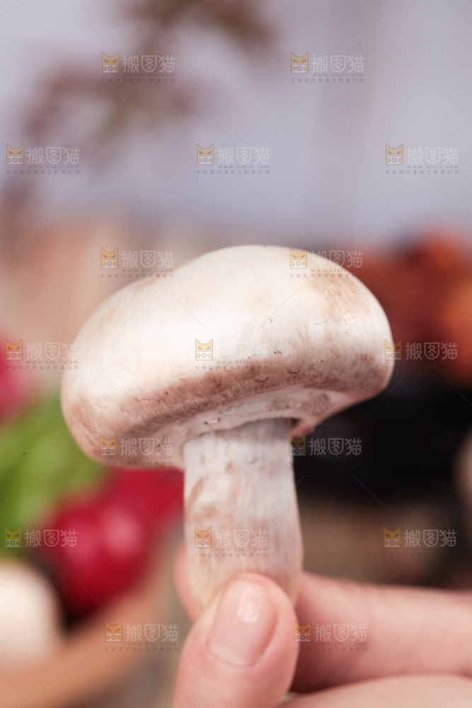手里拿着新鲜小白菇