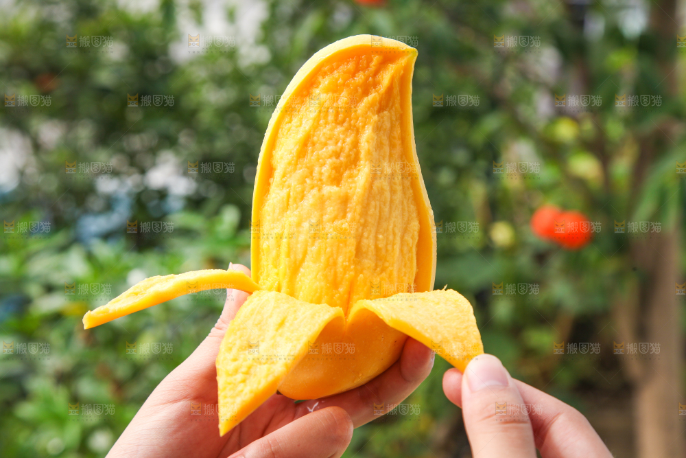 手里拿着象牙芒