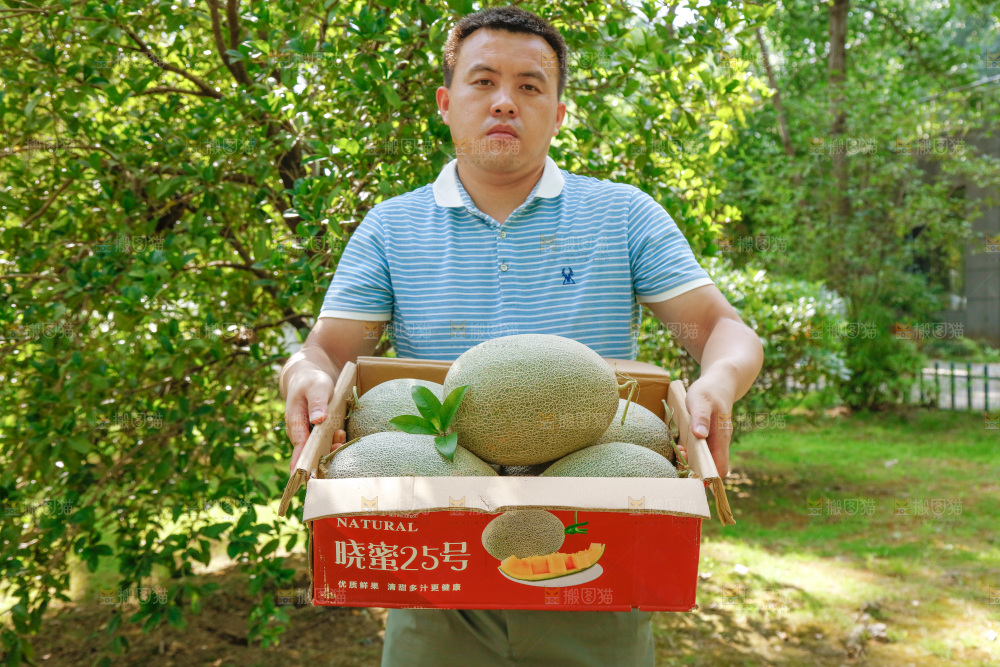 手里提着一箱网纹瓜