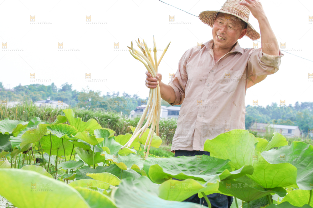 手里拿着新鲜采摘的藕尖
