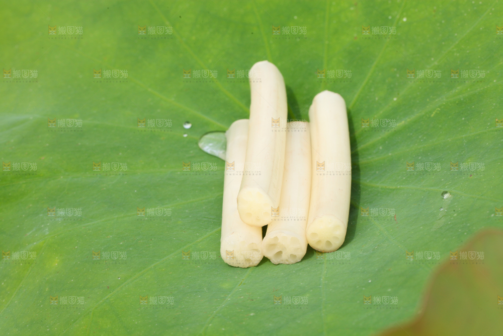 荷叶上放着藕带