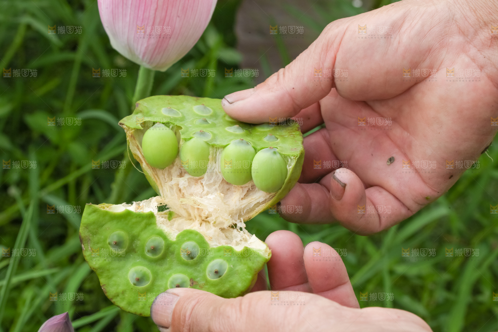 手里拿着莲子