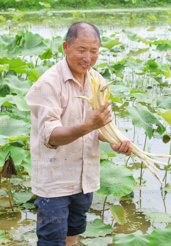 农民正在采摘藕带