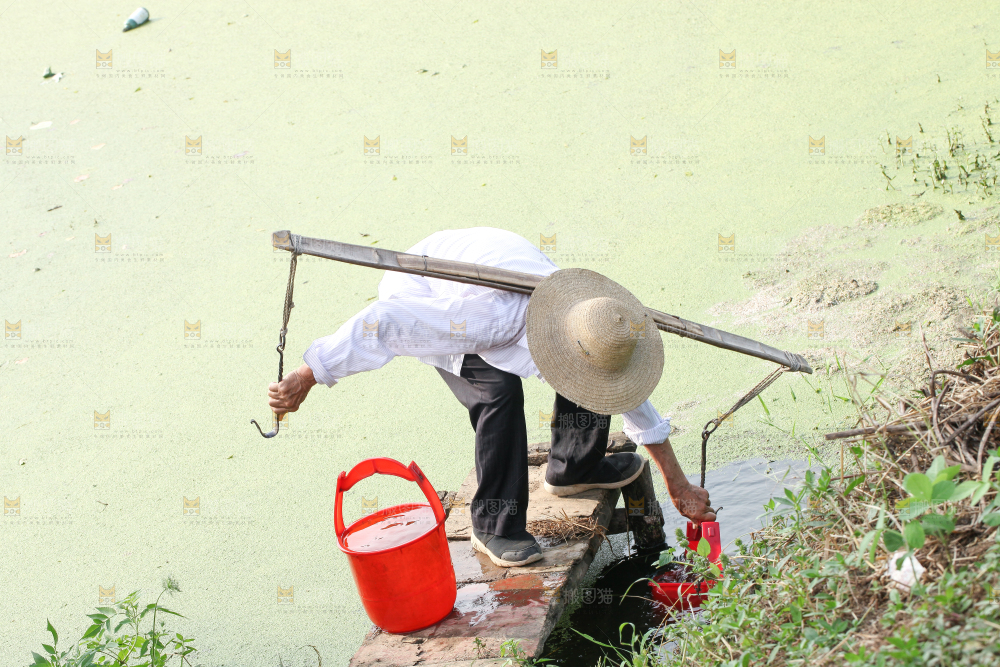 农民正在挑水种庄稼
