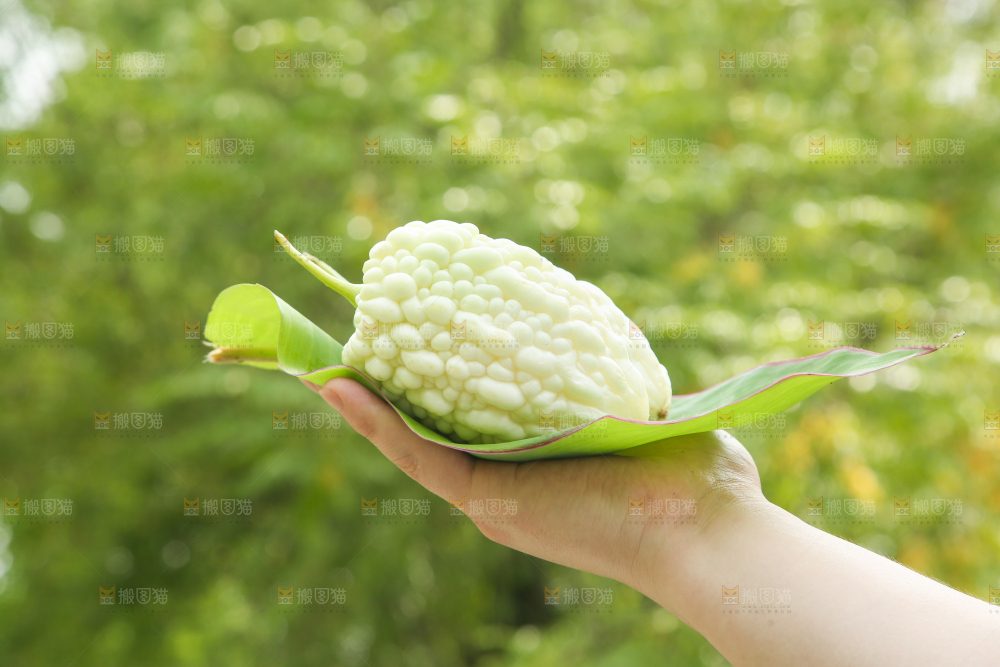 手里拿着白玉苦瓜