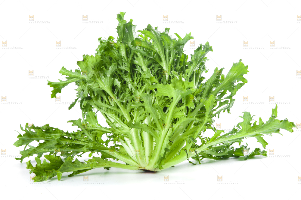 白底上摆放着苦菊