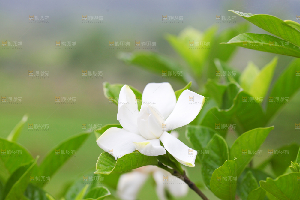 树枝上盛开的栀子花