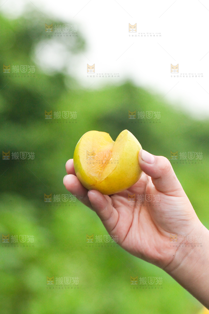 手里拿着黄金李