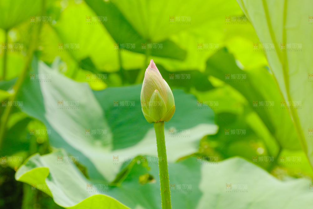 池塘里的荷花