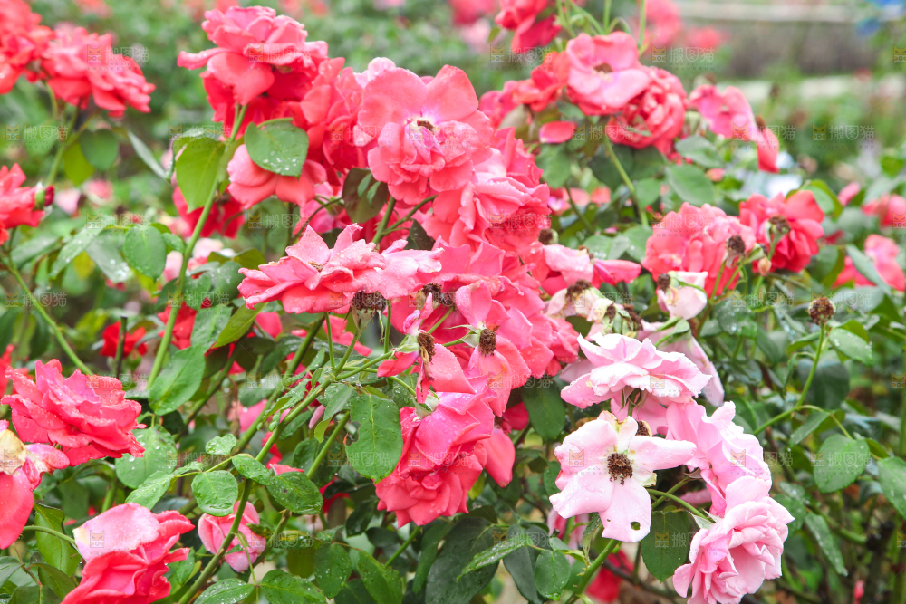 田地里种植的月季花