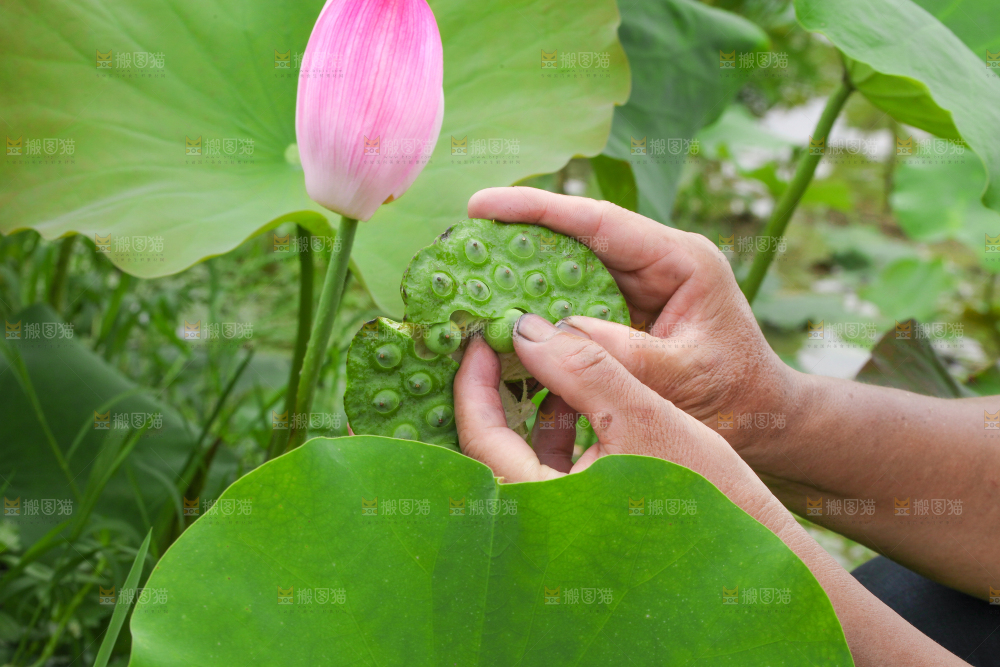 手里拿着新鲜莲蓬